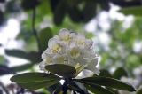 Rhododendron fauriei