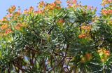 Euphorbia dendroides