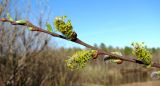 Salix cinerea