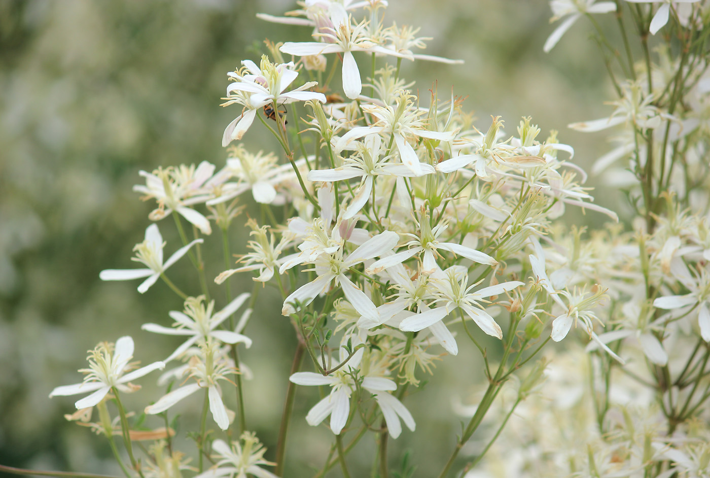 Image of Clematis lathyrifolia specimen.