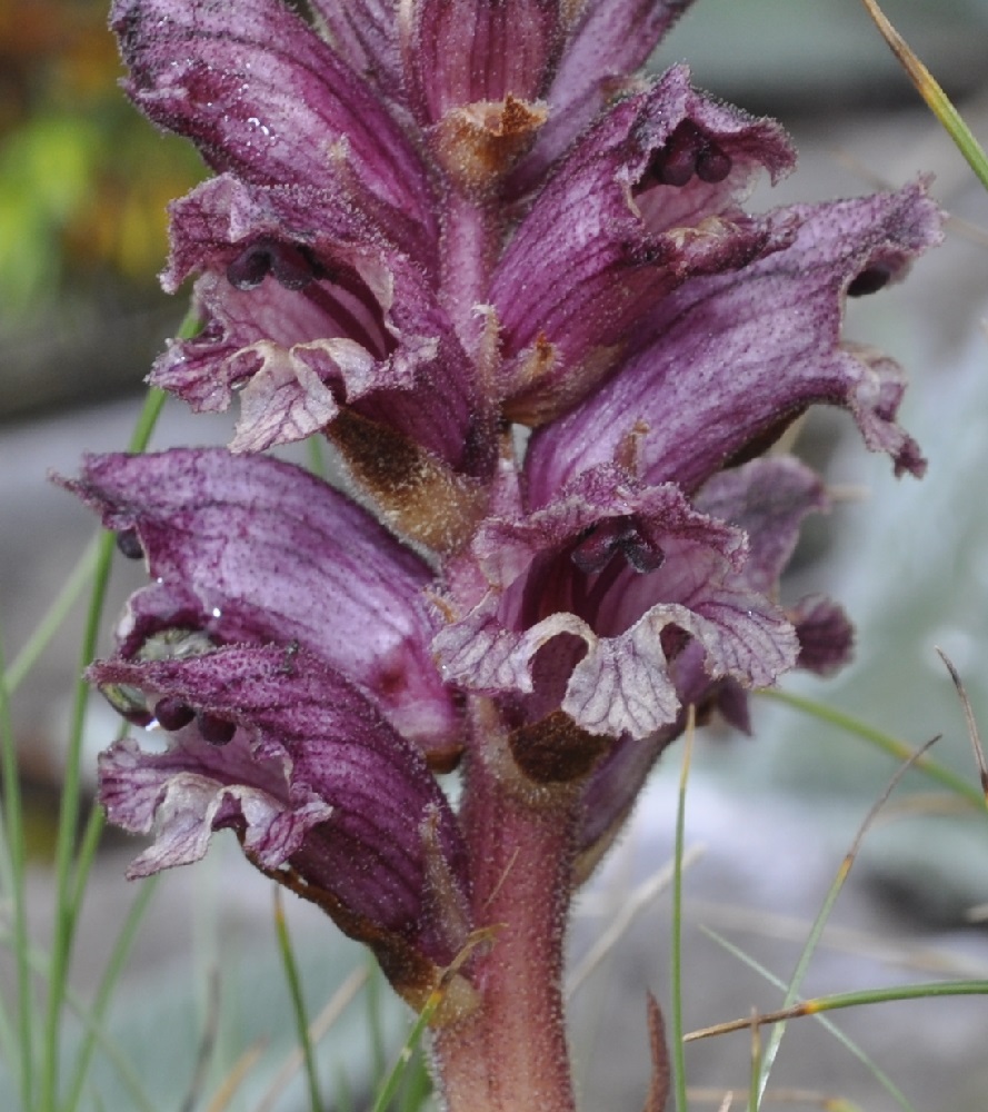 Изображение особи Orobanche alba.