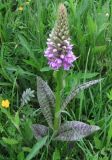 Dactylorhiza × kerneriorum. Цветущее растение. Московская обл., Одинцовский р-н, окр. г. Кубинка, луг на берегу пруда. 28.05.2014.