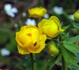 Trollius europaeus