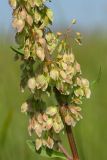 Rumex aquaticus. Часть соплодия. Ленинградская обл., Волосовский р-н, заболоченный хвощёвый луг на известняке. 26.07.2014.