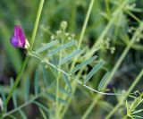 Vicia peregrina