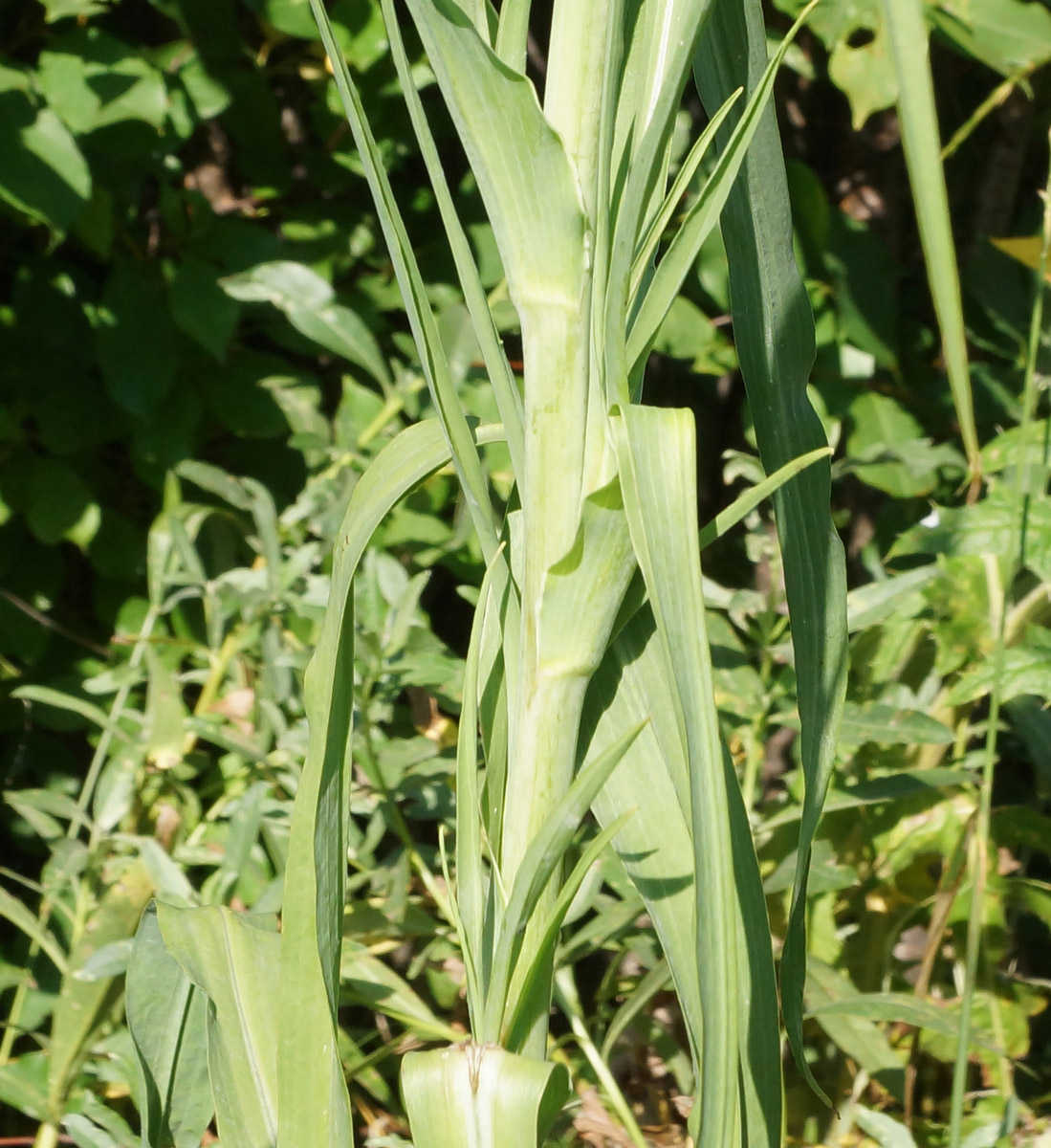 Изображение особи Tragopogon orientalis.