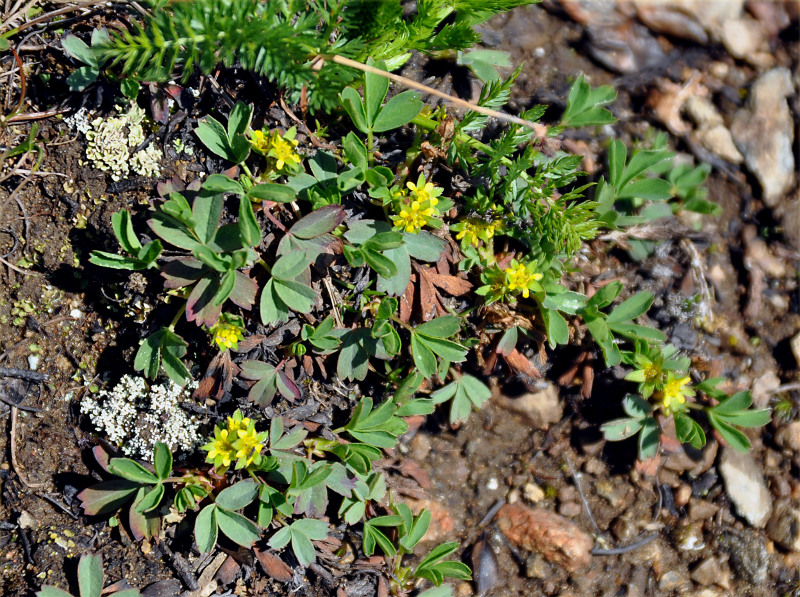 Изображение особи Sibbaldia procumbens.