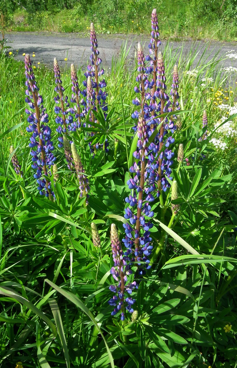 Изображение особи Lupinus polyphyllus.