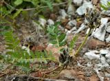 Astragalus danicus