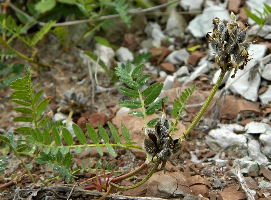 Изображение особи Astragalus danicus.