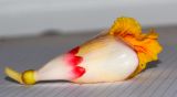 Alpinia zerumbet. Цветок. Израиль, Шарон, г. Тель-Авив, ботанический сад тропических растений. 02.05.2016.