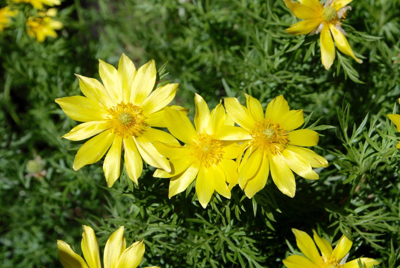 Изображение особи Adonis turkestanica.