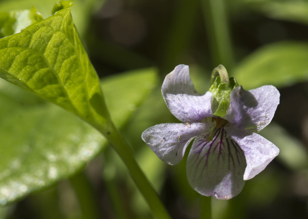 Изображение особи Viola palustris.