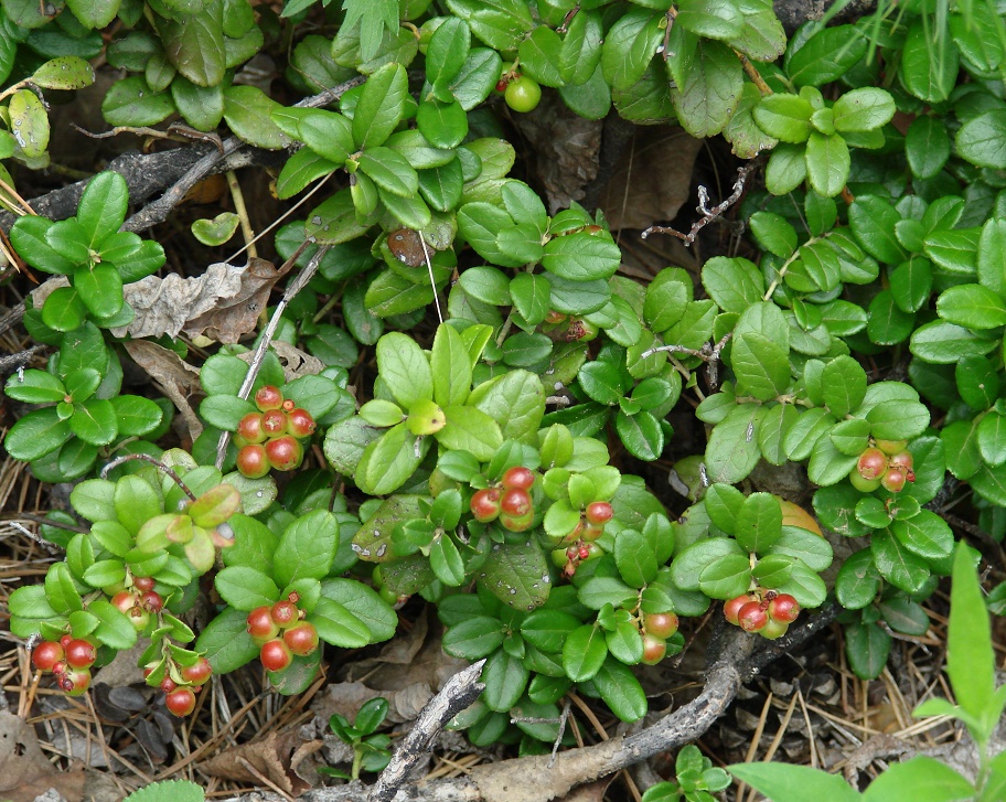 Изображение особи Vaccinium vitis-idaea.