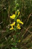 Genista pilosa. Верхушка цветущего побега (повторное цветение). Нидерланды, провинция Drenthe, национальный парк Dwingelderveld, вересковая пустошь. 25 июля 2008 г.