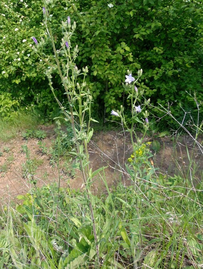 Изображение особи Campanula sibirica.