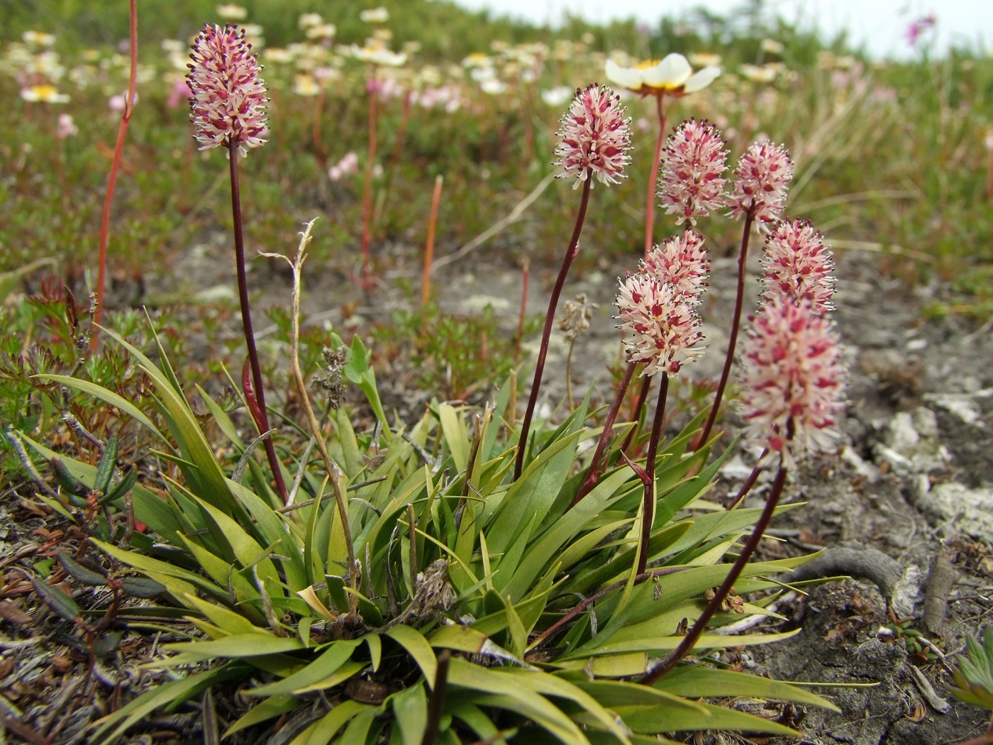 Изображение особи Tofieldia coccinea.