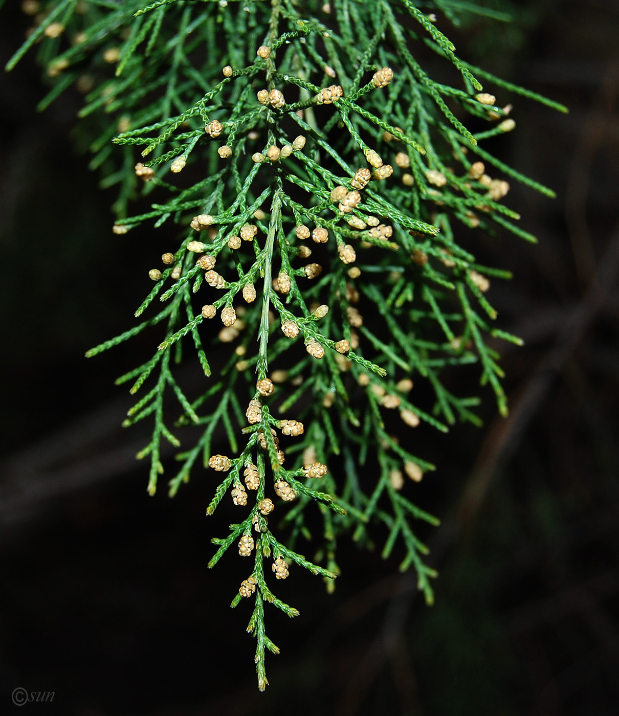 Изображение особи Platycladus orientalis.