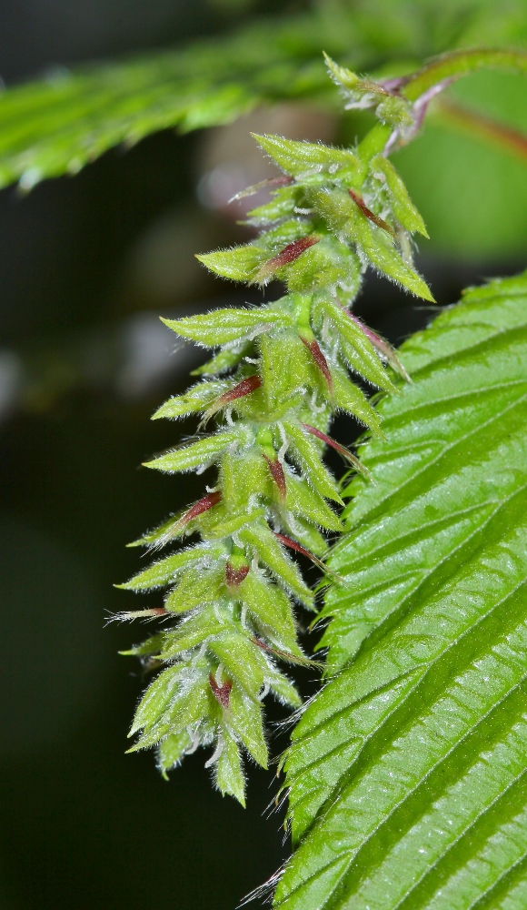 Изображение особи Carpinus cordata.