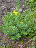 Rhodiola rosea. Цветущее растение. Красноярский край, южный склон Восточного Саяна, приусадебный участок. 20.05.2017.