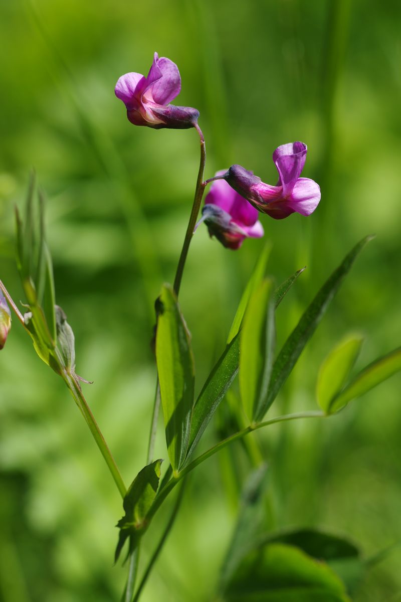 Изображение особи Lathyrus linifolius.