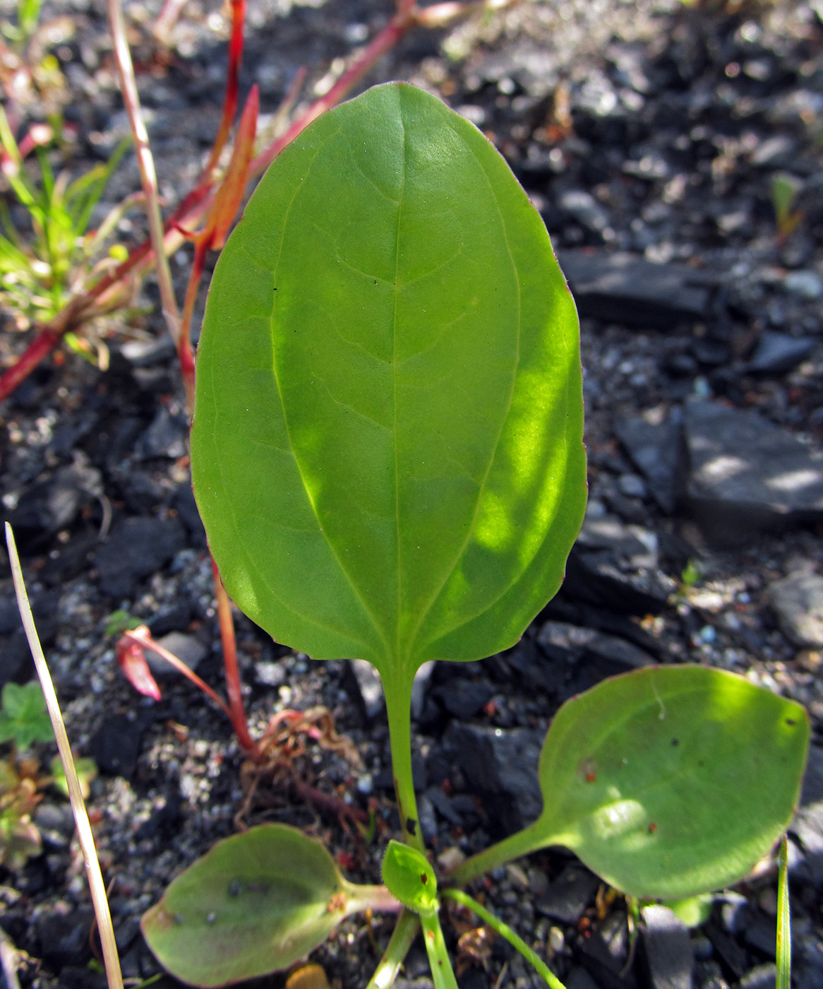 Image of Plantago major specimen.