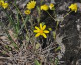 Senecio vernalis. Верхушка цветущего растения. Азербайджан, Гахский р-н, окр. храма Кюрмюк, тропа в лесу. 8 апреля 2017 г.