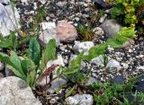 Cerinthe glabra ssp. caucasica