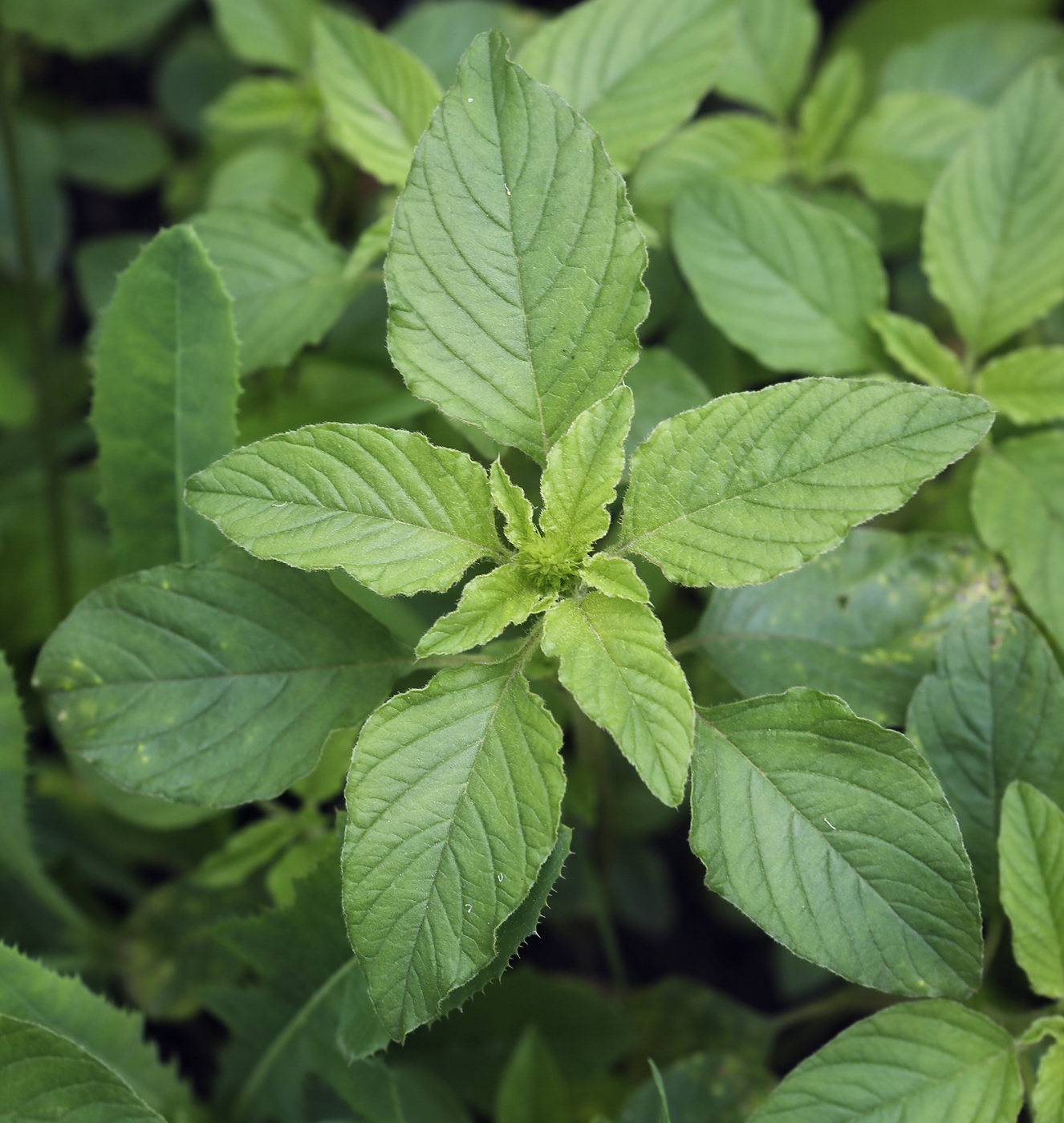 Изображение особи Amaranthus retroflexus.