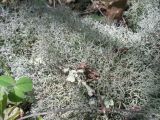 род Cladonia