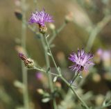 Centaurea diffusa. Верхушка цветущего побега (розовоцветковая форма). Восточный Казахстан, г. Усть-Каменогорск, восточные окр., Лесхоз, склон сопки. 09.07.2017.