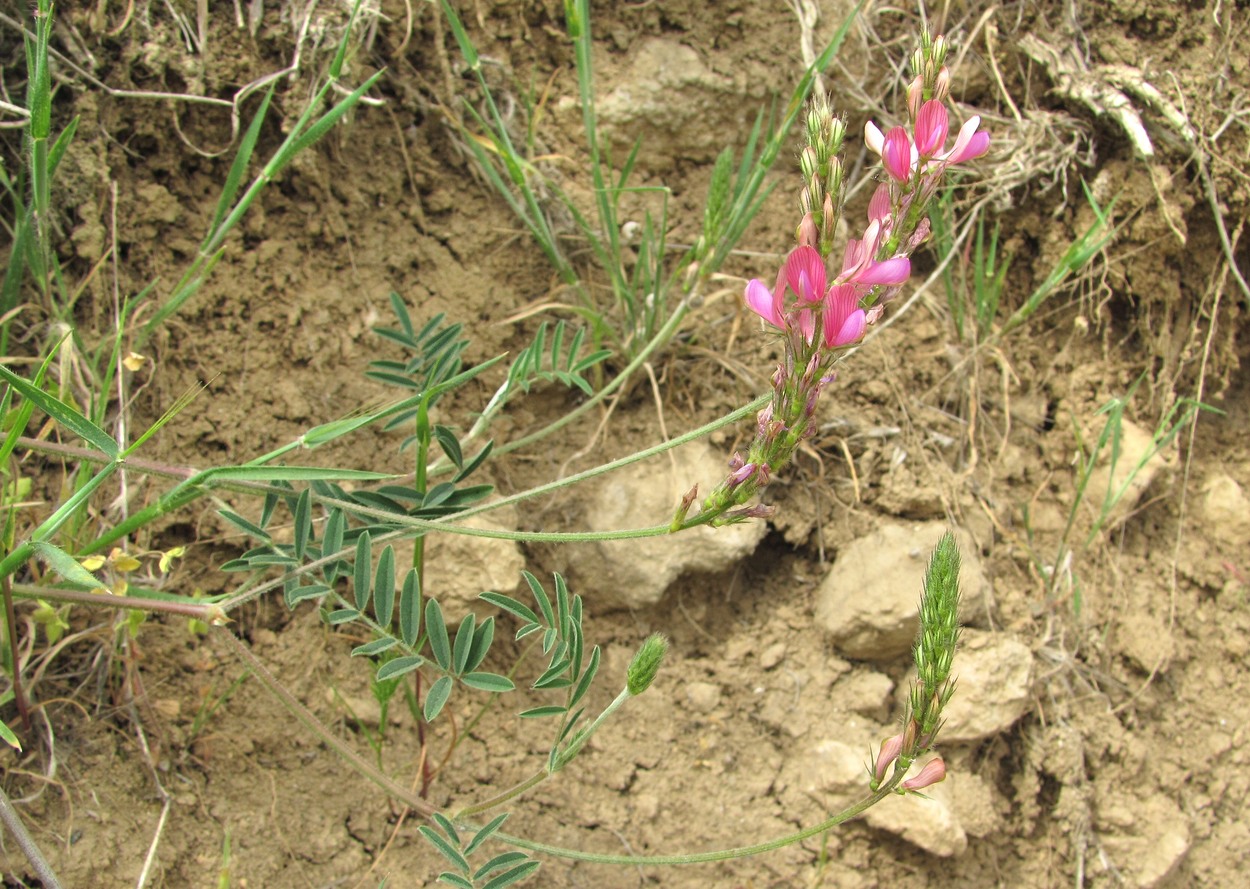 Изображение особи Onobrychis dielsii.