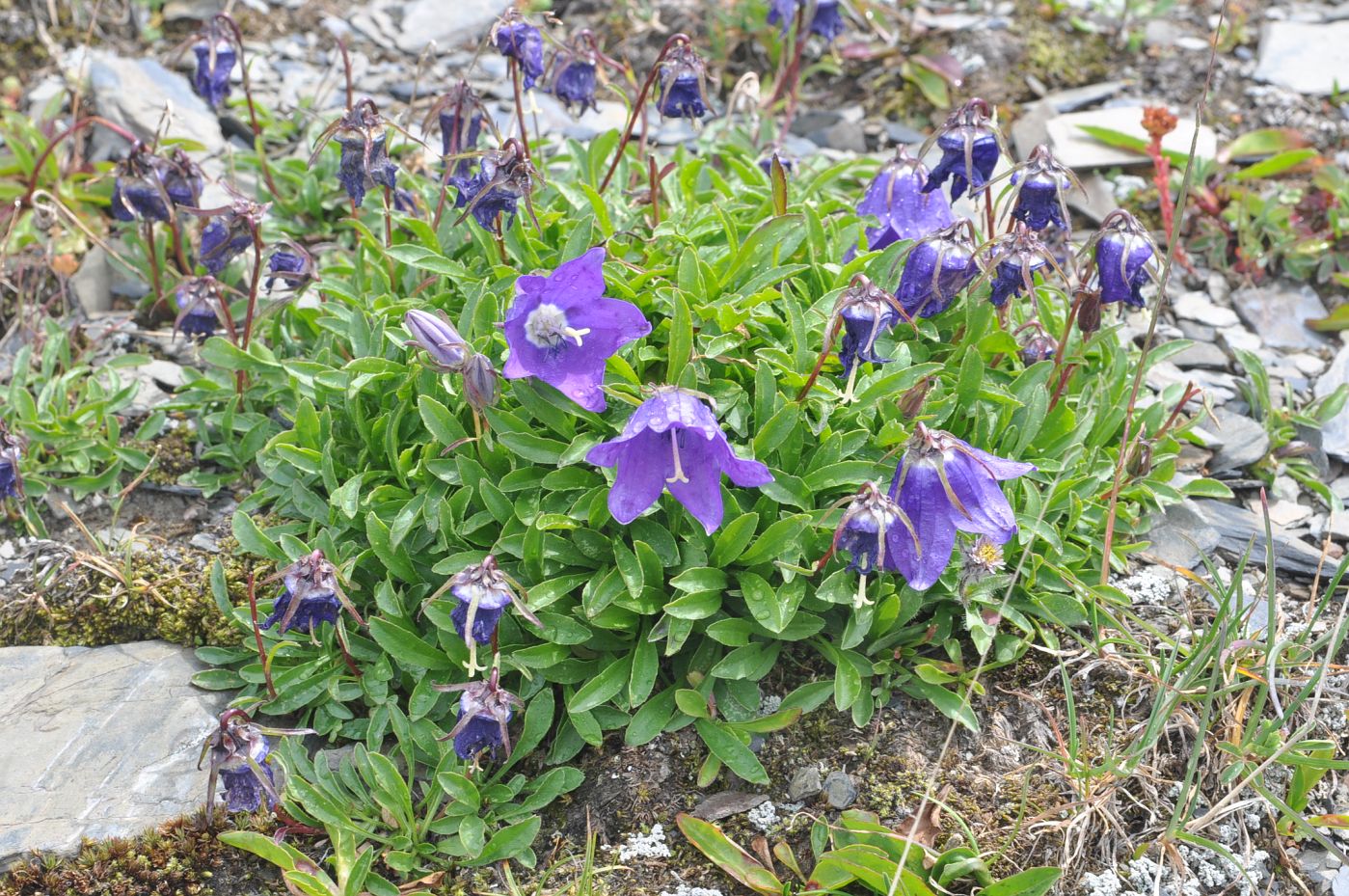 Изображение особи род Campanula.