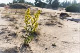 Solidago virgaurea подвид lapponica. Цветущее растение в песчаной пустыне. Мурманская обл., Терский р-н, окр. пос. Кузомень, дюны. 23.07.2018.