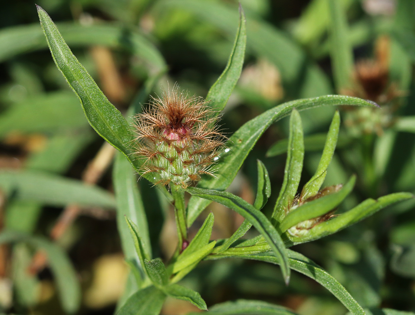 Изображение особи Centaurea trichocephala.