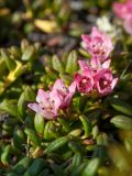 Loiseleuria procumbens. Цветки и листья. Мурманск, Горелая сопка, склон зап. экспозиции, вороничная тундра, бровка скального обнажения. 06.06.2019.