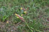 Silene caucasica