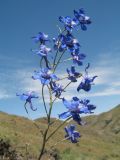 Delphinium longipedunculatum