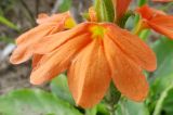 Crossandra subacaulis