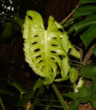 Monstera deliciosa. Разворачивающийся лист. Израиль, Шарон, г. Тель-Авив, ботанический сад тропических растений. 12.07.2017.