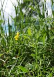 Lathyrus pratensis