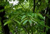 Picrasma quassioides. Листья. Абхазия, г. Сухум, Сухумский ботанический сад. 25.09.2022.