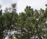 Pinus pinaster. Часть кроны с шишками. Болгария, г. Бургас, Приморский парк, в культуре. 16.09.2021.