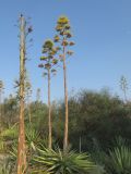 Agave sisalana