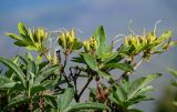 Rhododendron luteum