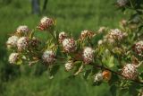 Physocarpus opulifolius