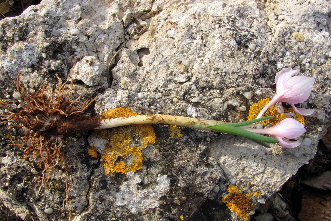 Image of Colchicum triphyllum specimen.