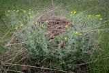 Potentilla argentea