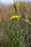 Scorzonera ensifolia