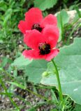 Papaver hybridum. Верхушка цветущего растения. Крым, Ялта, Грузпорт, выбитый участок с рудеральной растительностью. 27 мая 2011 г.